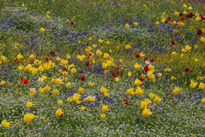 Прикрепленное изображение: IMG_4729.jpg